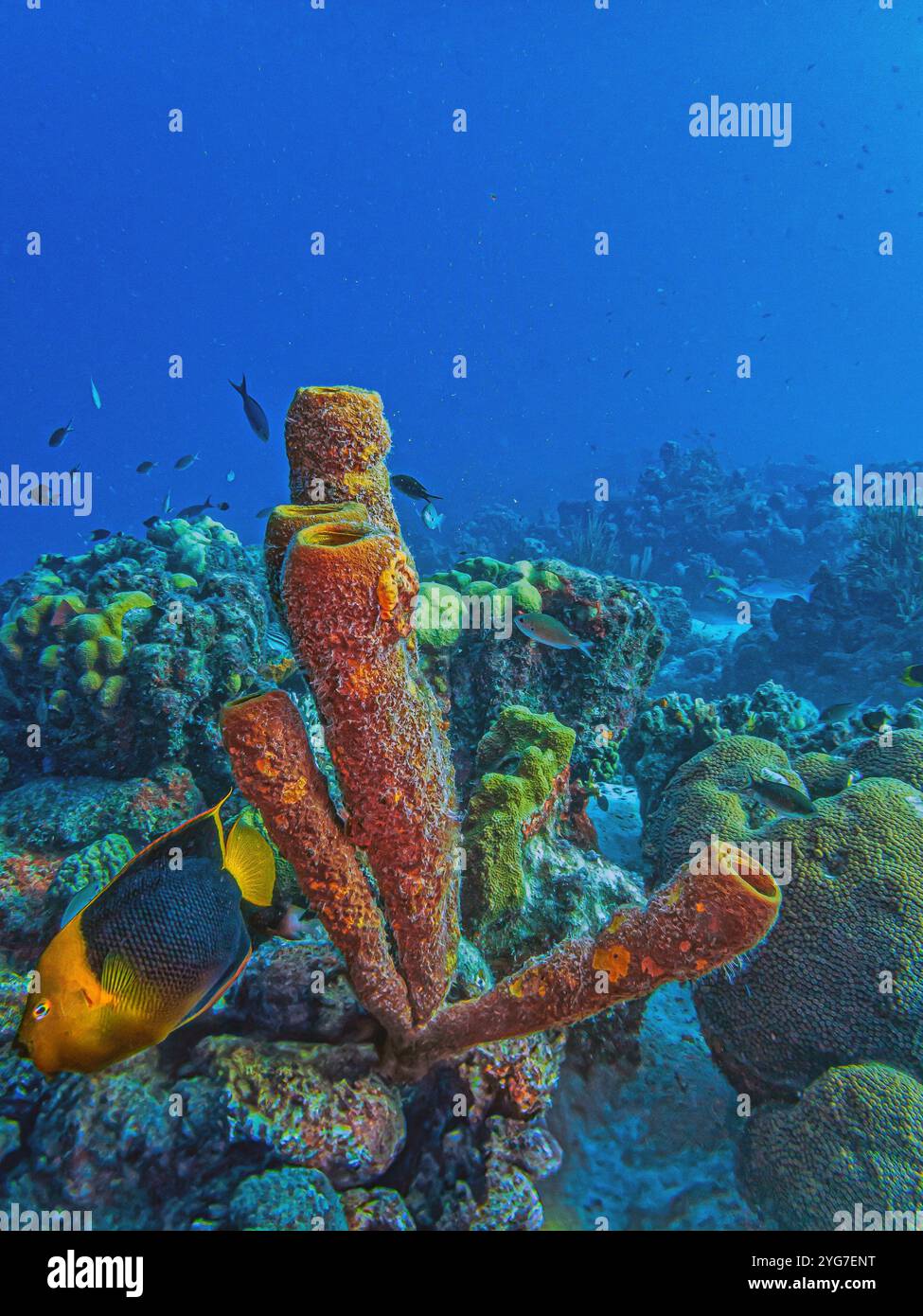 Beauté de roche, Holacanthus tricolor, également connu sous le nom de sucre de maïs, coshubba, bête de roche, catalineta, et nounou jaune, est une espèce de fis marine à nageoires rayonnées Banque D'Images