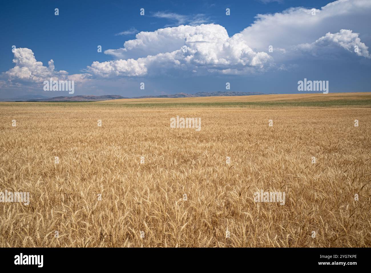Champ de grains de blé mûr de l'Idaho avec des nuages de cumulus spectaculaires à l'horizon Banque D'Images
