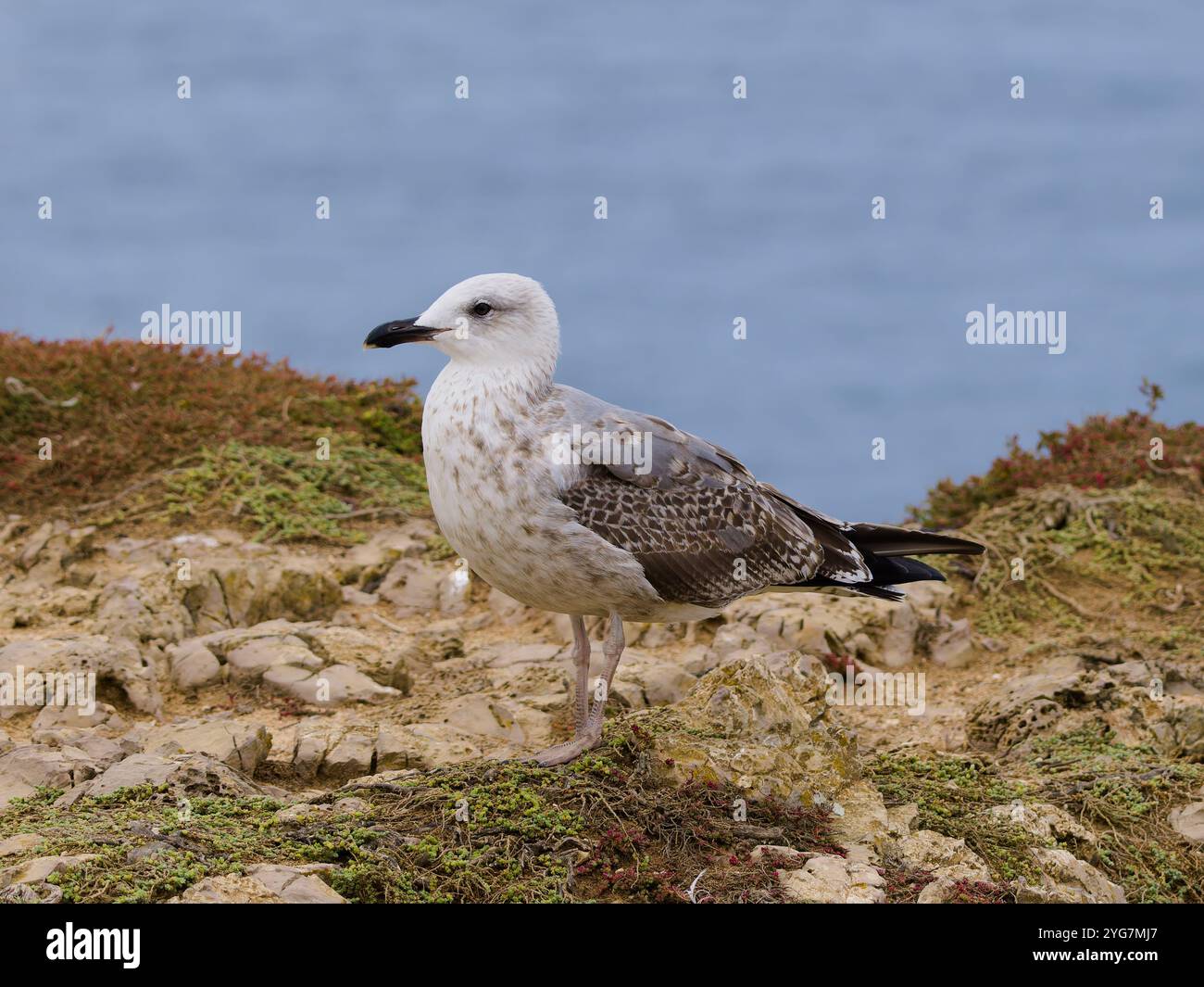 Une mouette à pattes jaunes, Larus michahellis, perchée sur des rochers. Banque D'Images