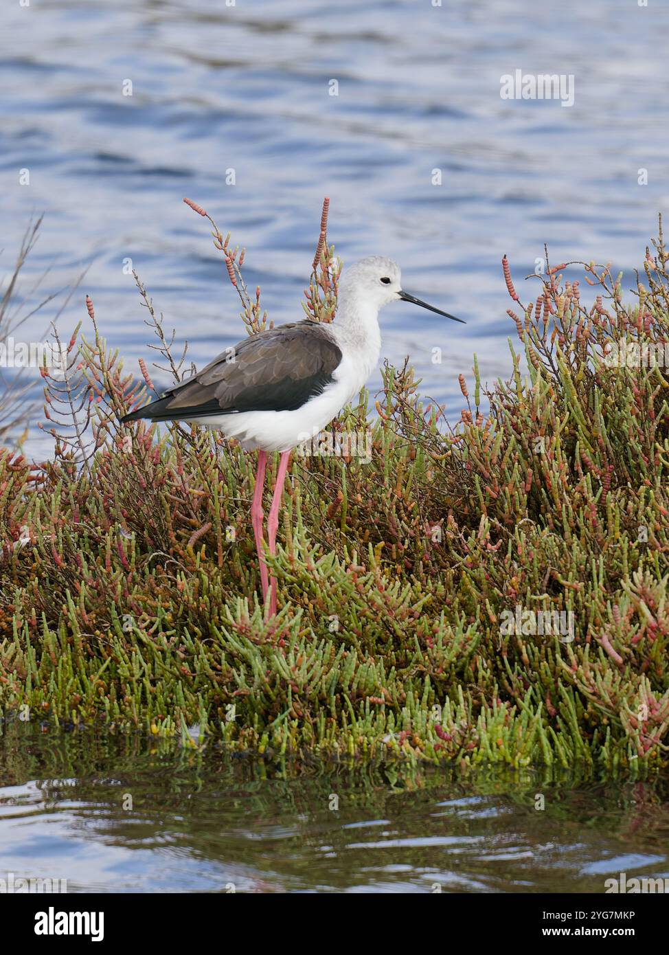 Un échaudage aux ailes noires, Himantopus himantopus. Banque D'Images