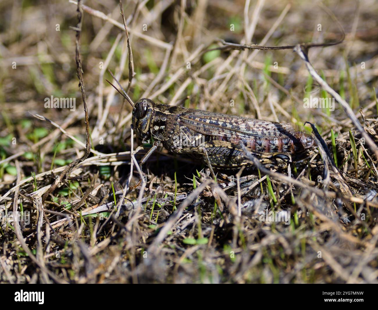 Calliptamus italicus, sauterelle italienne. Banque D'Images