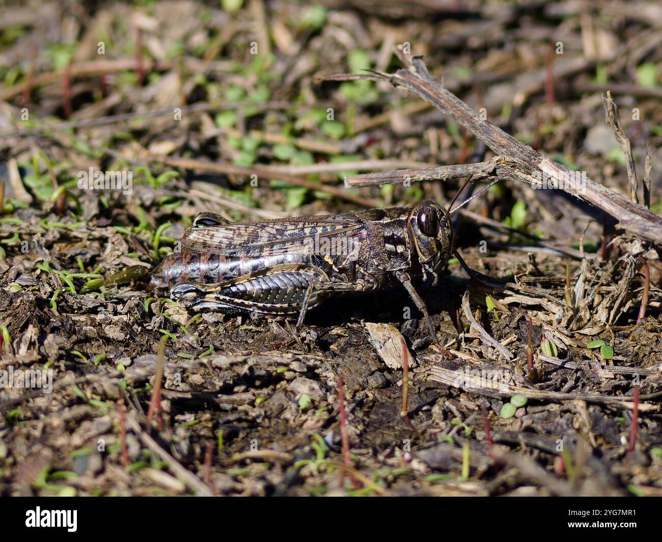 Calliptamus italicus, sauterelle italienne. Banque D'Images