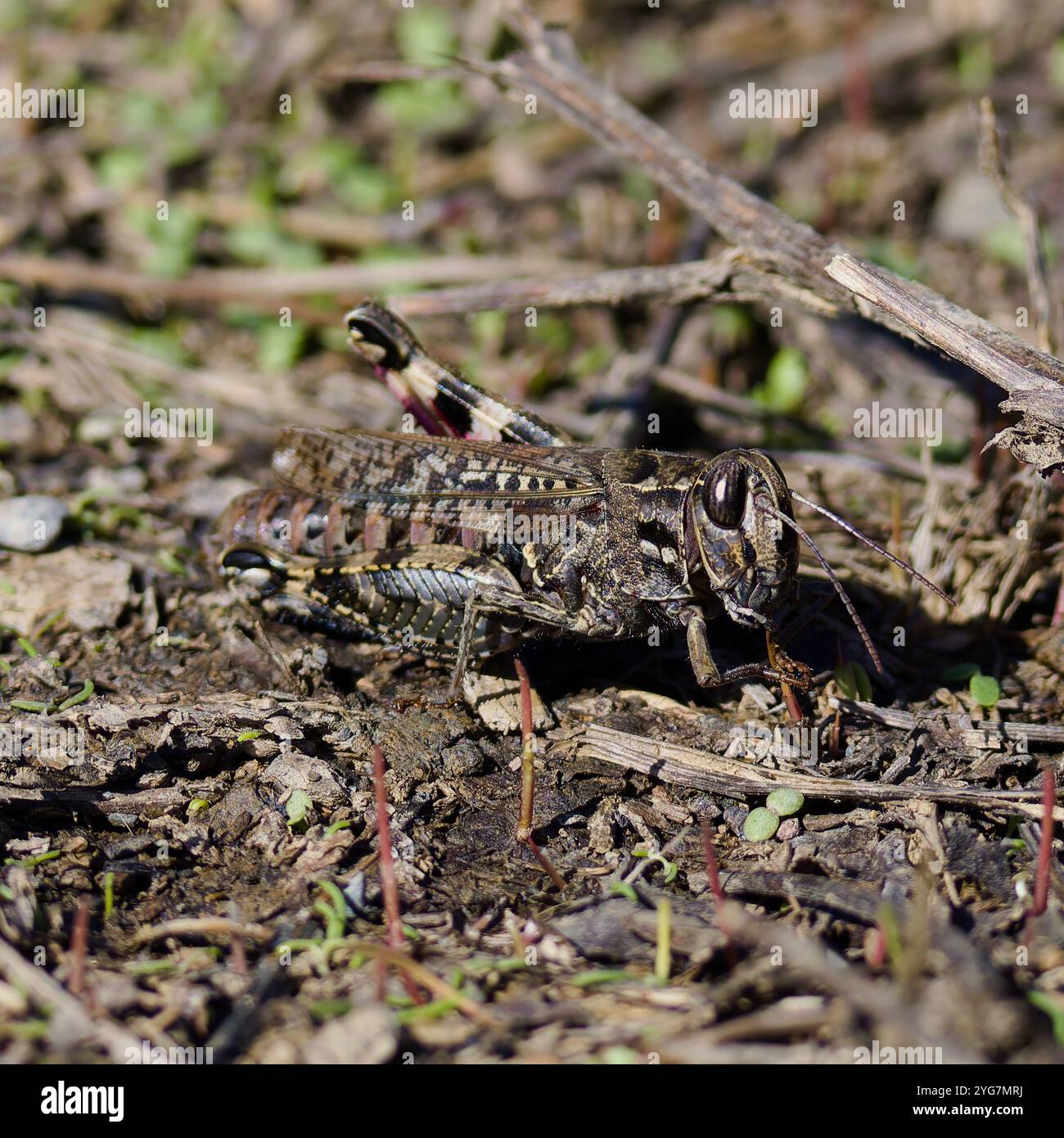 Calliptamus italicus, sauterelle italienne. Banque D'Images