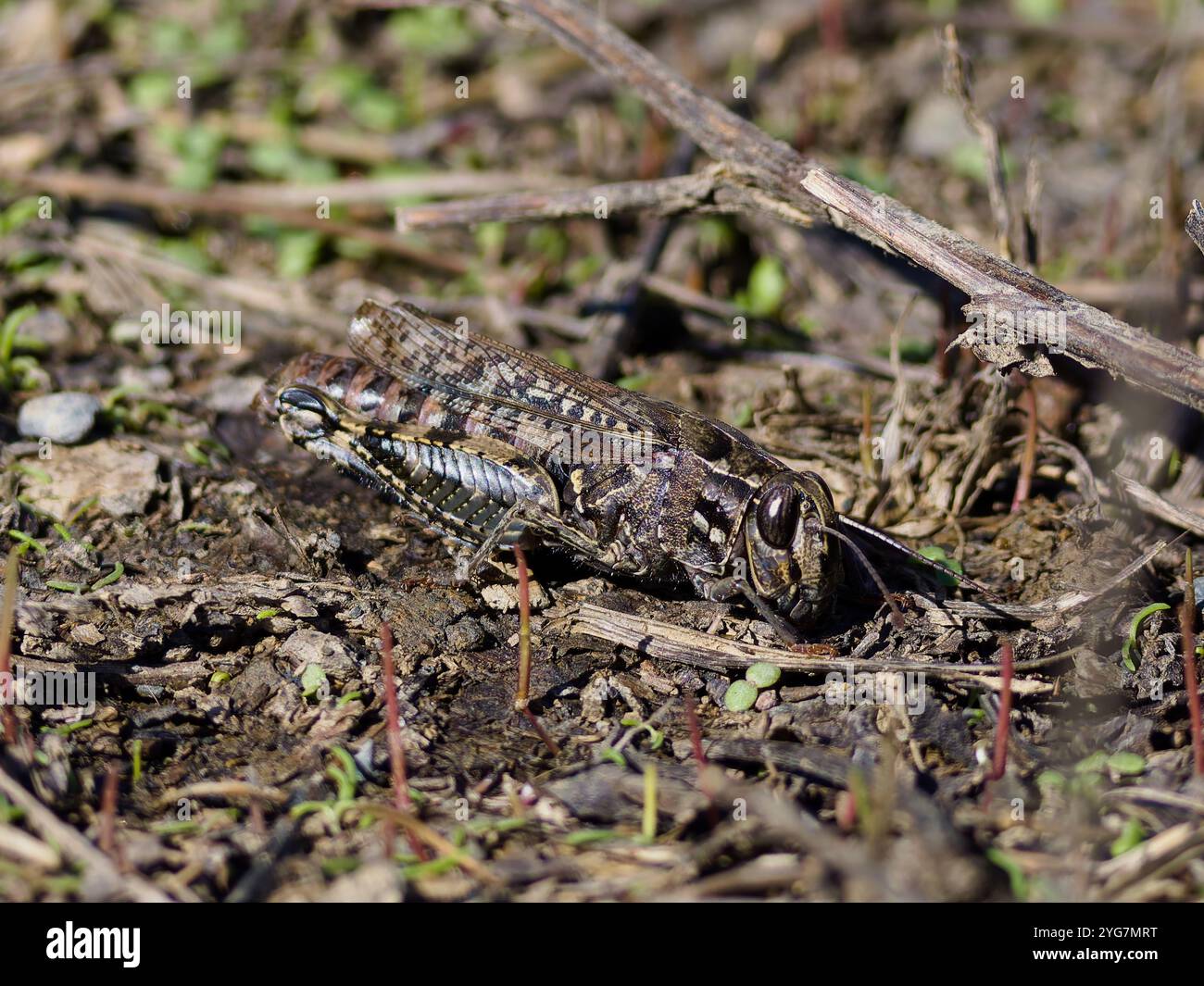 Calliptamus italicus, sauterelle italienne. Banque D'Images