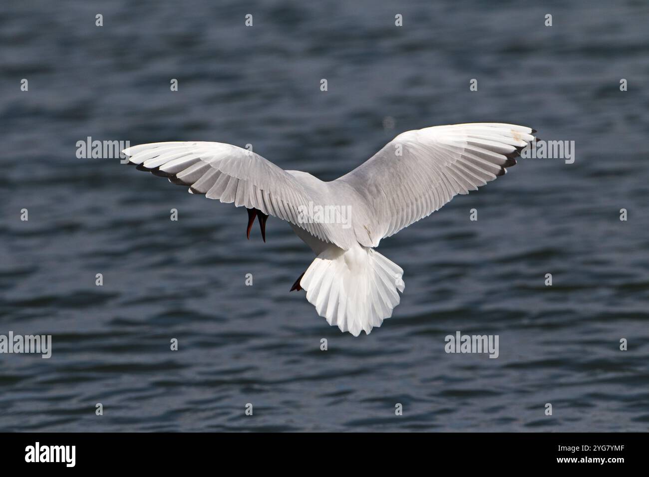 Mouette rieuse Larus ridibundus des profils à la recherche de terres au site de nidification potentiels Lac Ivy Blashford Lakes Nature Réserver Hampshire et l'île de Wight Wi Banque D'Images