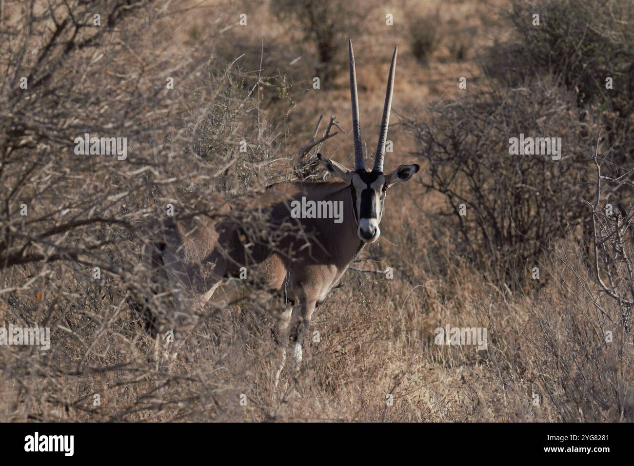 Galla Oryx (Oryx beisa gallarum), réserve nationale de Buffalo Springs, Kenya, Afrique de l'est Banque D'Images