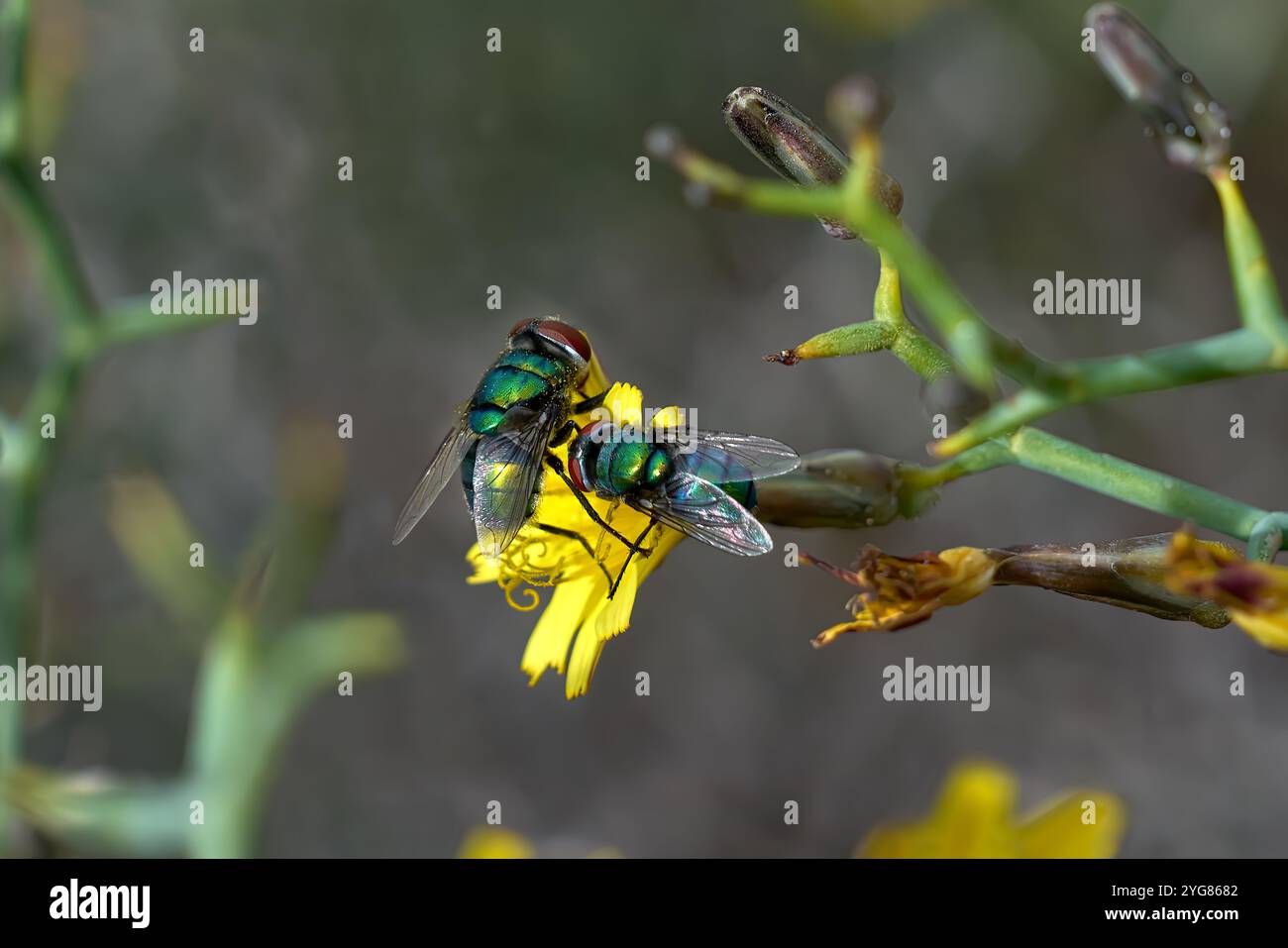 Deux mouches vertes (Chrysomya albiceps) sur la fleur de Launaea arborescens Banque D'Images