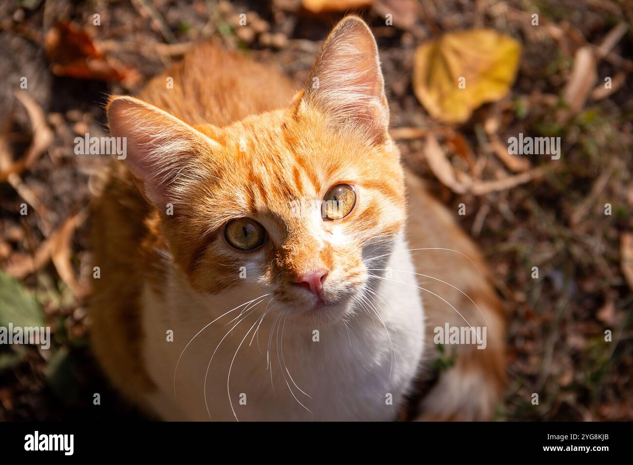 Un beau chat gingembre sans abri regarde directement la caméra sur fond de feuilles d'automne. Banque D'Images