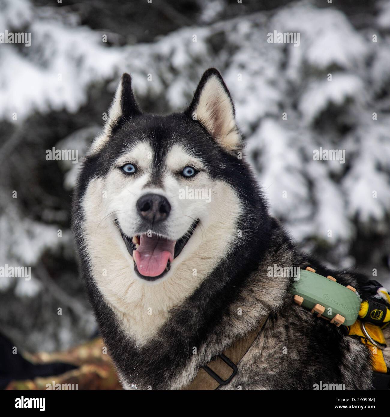 Un Husky sibérien, avec ses yeux bleus emblématiques et son épais manteau d'hiver, prend la pose. Son expression ludique et son harnais suggèrent une vie de luge et e Banque D'Images