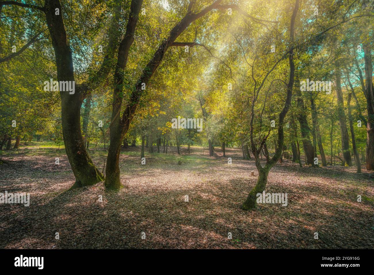 San Rossore et parc naturel Migliarino, rayon de soleil dans le maquis méditerranéen. Province de Pise, région Toscane, Italie, Europe Banque D'Images
