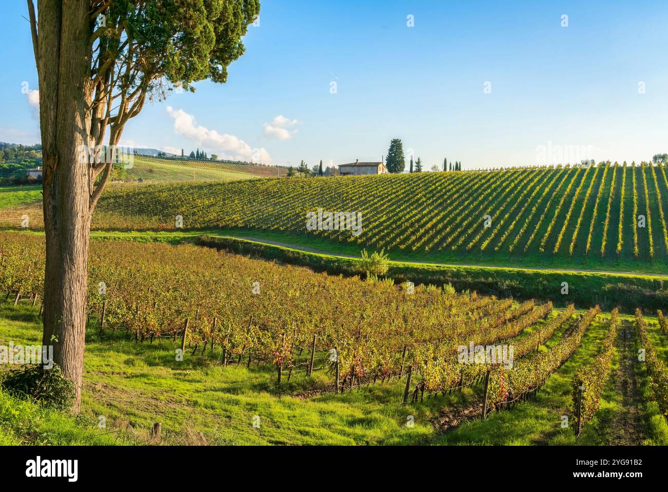 Cyprès et vignobles du Chianti paysage en automne. Province de Florence, région Toscane, Italie, Europe. Banque D'Images Cyprès et vignobles du Chianti paysage en automne. Province de Florence, région Toscane, Italie, Europe. Banque D'Images
