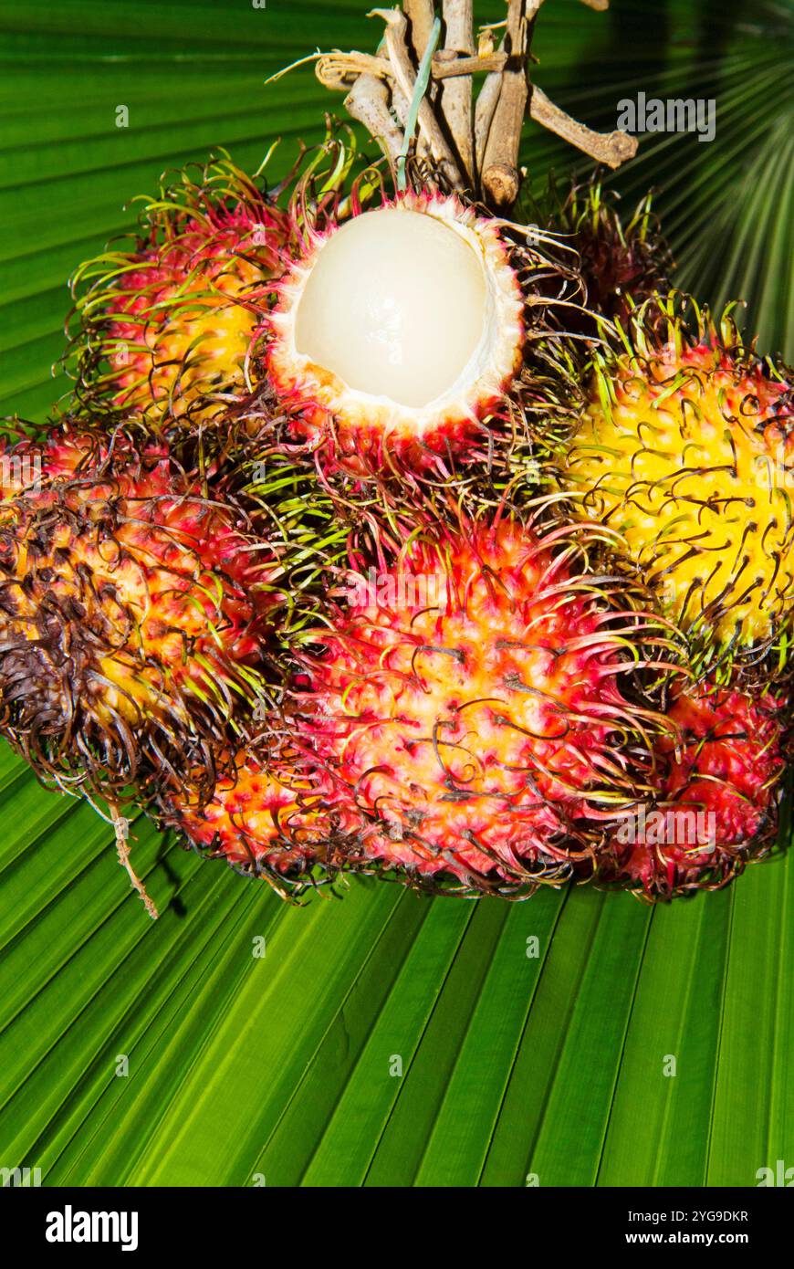 Fruits de Rambutan (Nephelium lappaceum) Banque D'Images