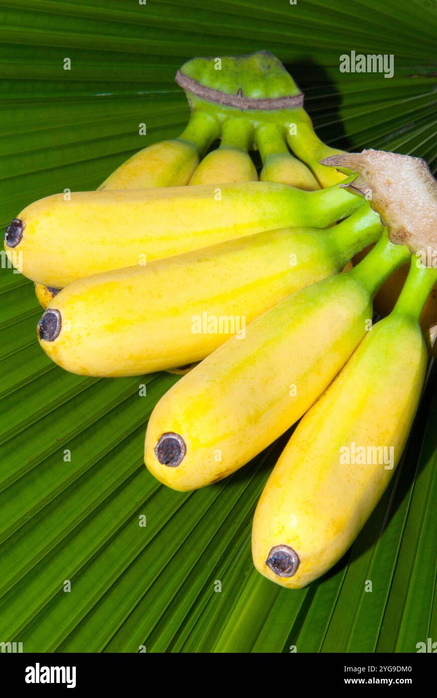 Bouquet de bananes, Musa acuminata, Musa balbisiana Banque D'Images