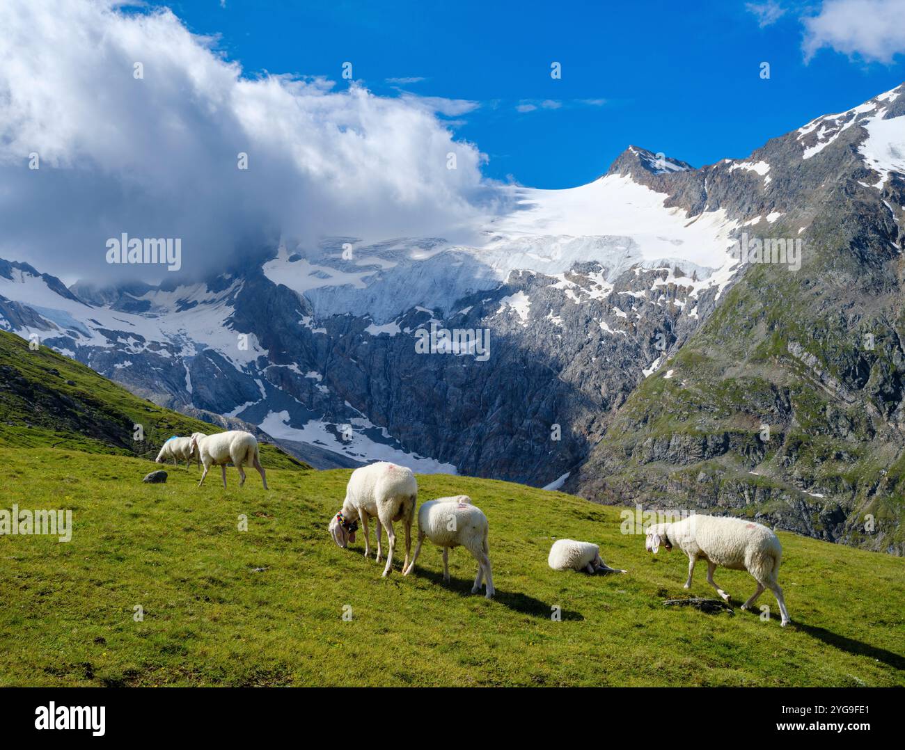 Tiroler Bergschaf (aussi appelé Pecora Alina Tirolese) sur son alpage (Shieling) dans les Alpes Otztal (Obergurgl, Hohe Mut, Gaisbergtal). Autriche, Tyrol Banque D'Images