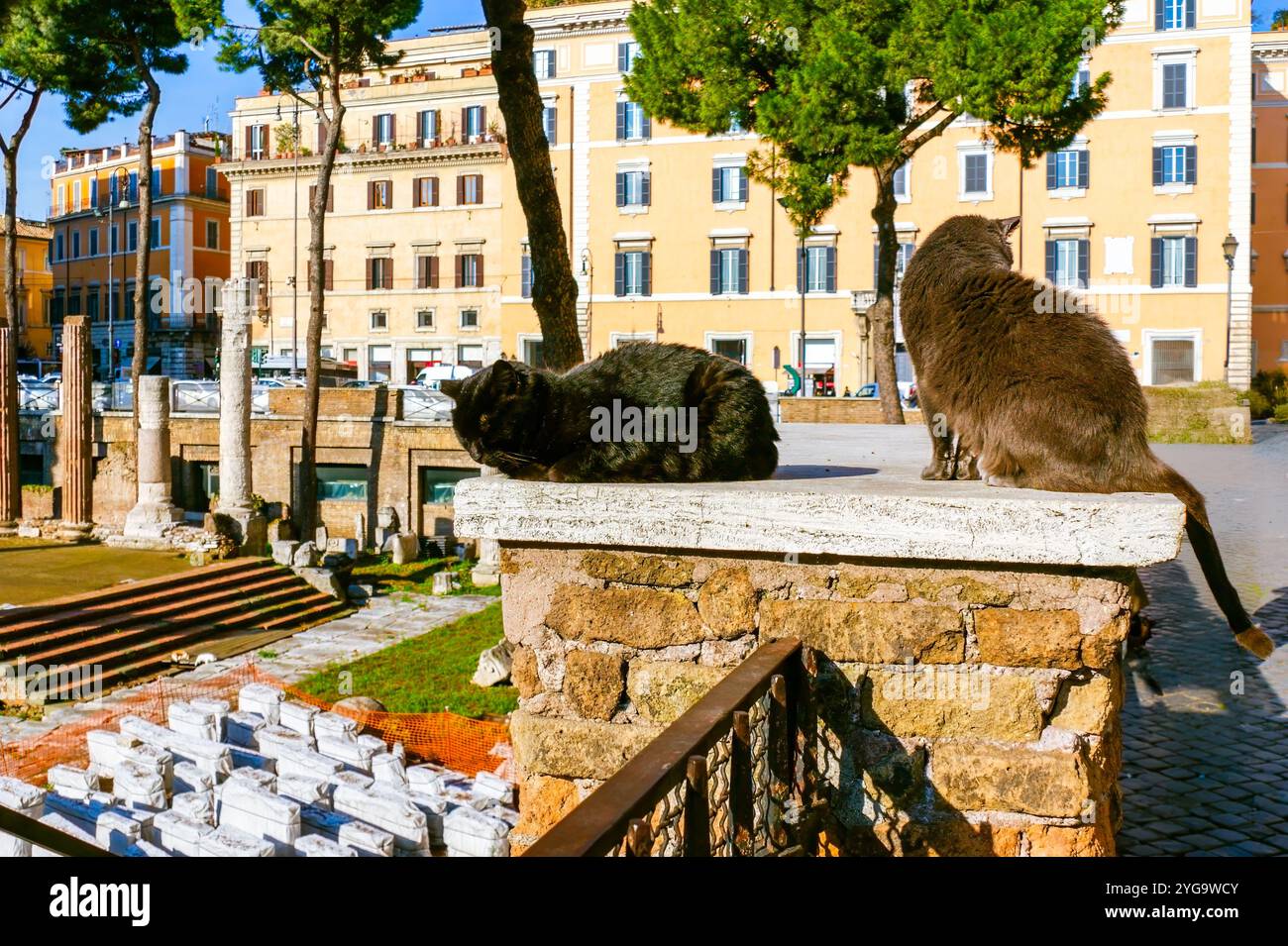 Deux chats sur la clôture de pierre sur Largo di Torre Argentina, Rome, Italie Banque D'Images