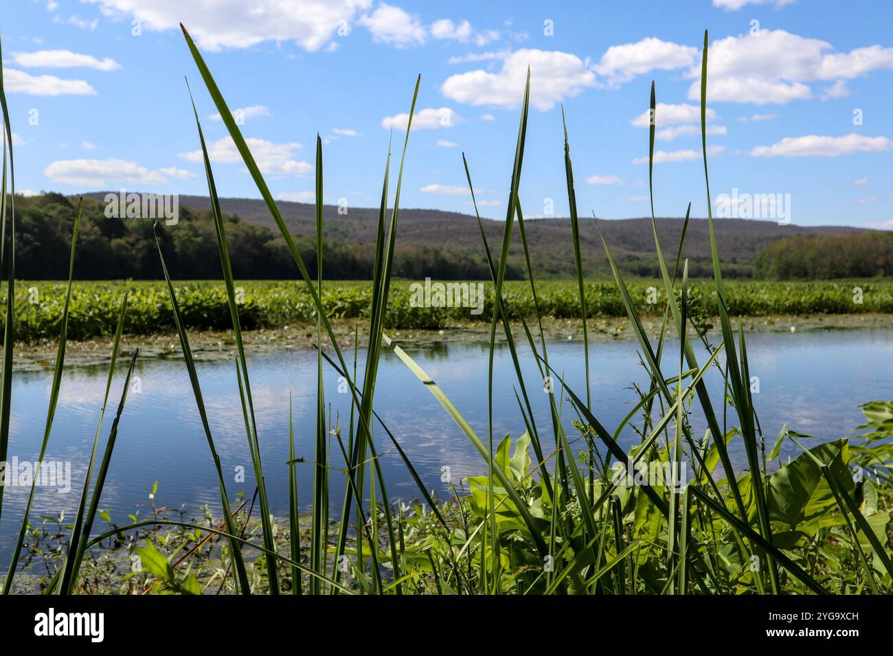 Vue de la zone de gestion de la faune de Bashakill dans le nord de l'État de New york sur la frontière de New Jersey près d'otisville wurtsboro port jervis (belle réserve naturelle wa Banque D'Images