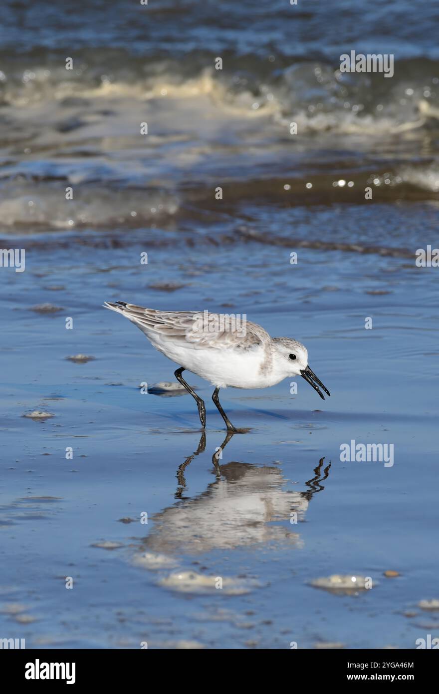 Sanderling sur South Padre Island Beach au Texas Banque D'Images