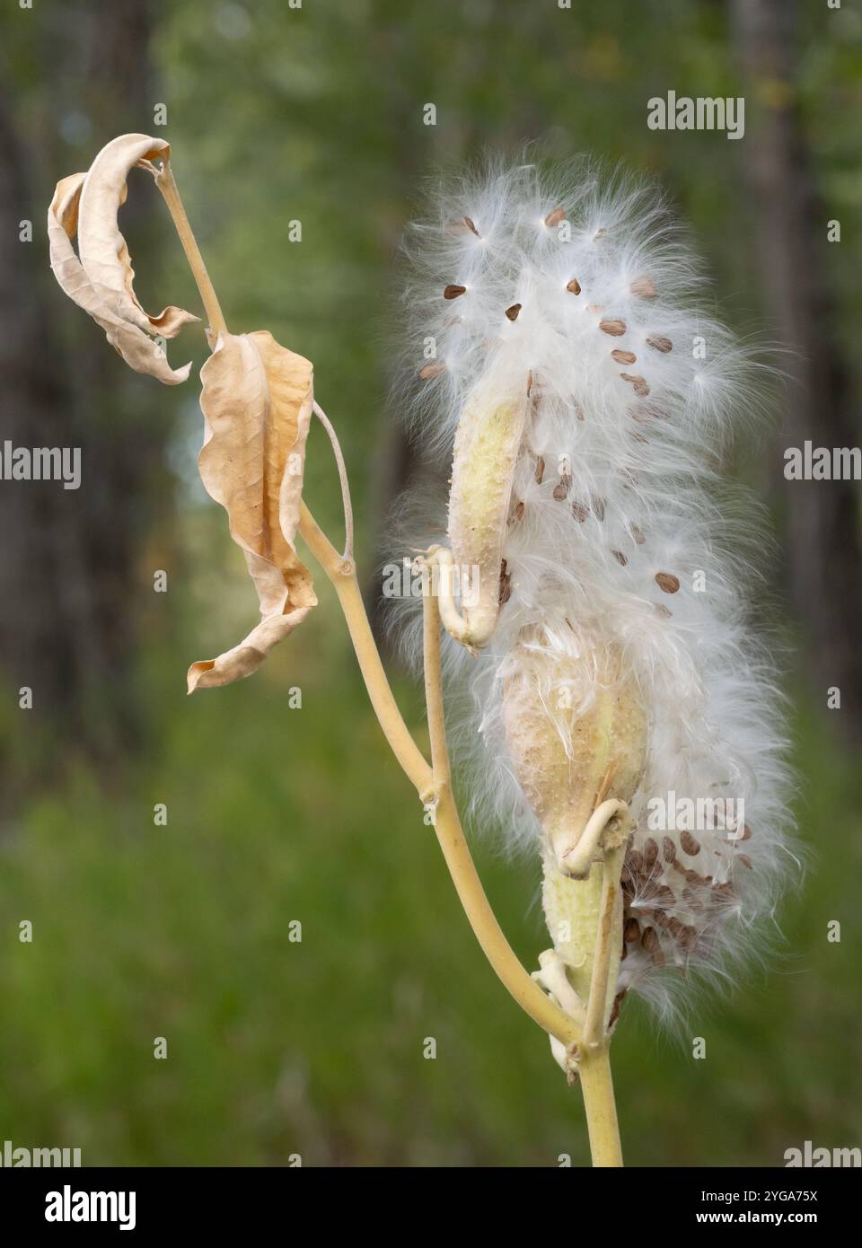 Gros plan d'une plante d'aspersion commune en automne avec une gousse ouverte et des graines pelucheuses sortant de la gousse. Photographié avec une faible profondeur de champ. Banque D'Images