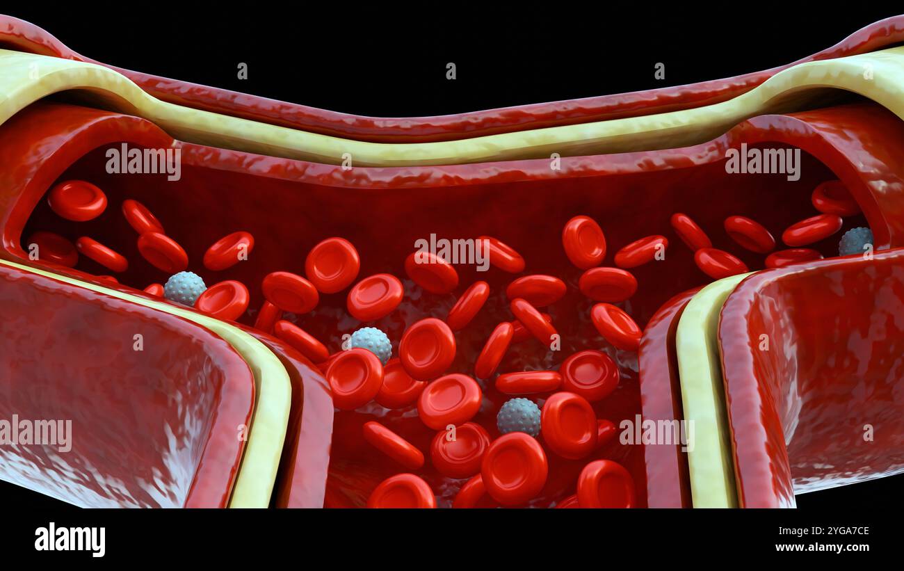 Vue rapprochée de la jonction en y dans le capillaire sanguin dans le flux de globules rouges sains rendu 3D. Banque D'Images