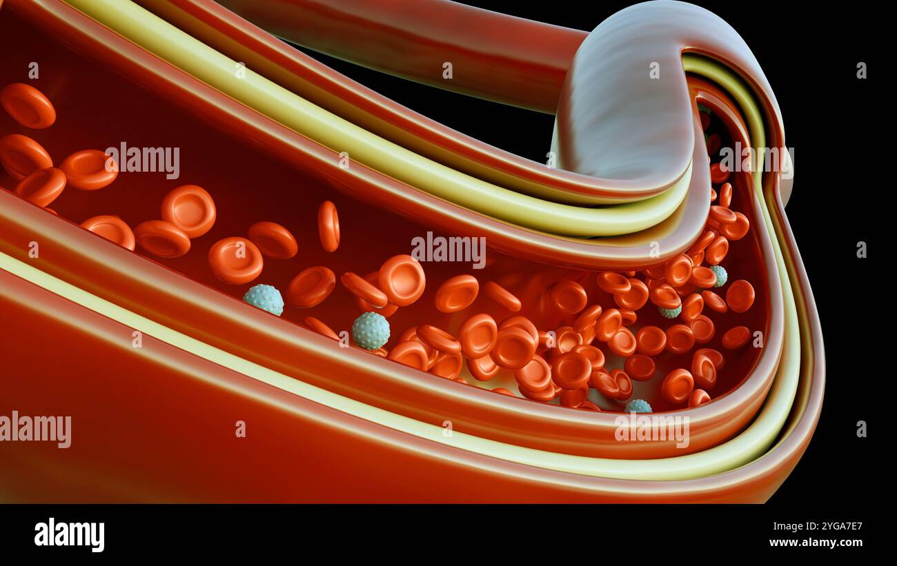 Un rendu 3D de la vue microscopique révèle une route animée de globules sanguins, avec des globules rouges se précipitant devant, transportant l'oxygène aux tissus du corps Banque D'Images
