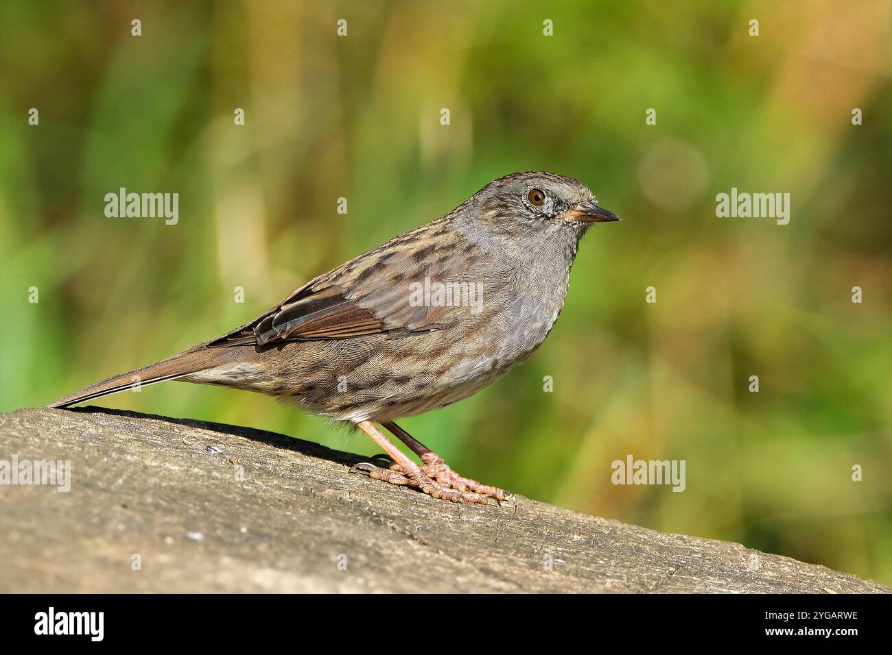 Dunnock oiseau beau détail de couleur dans l'habitat naturel Banque D'Images