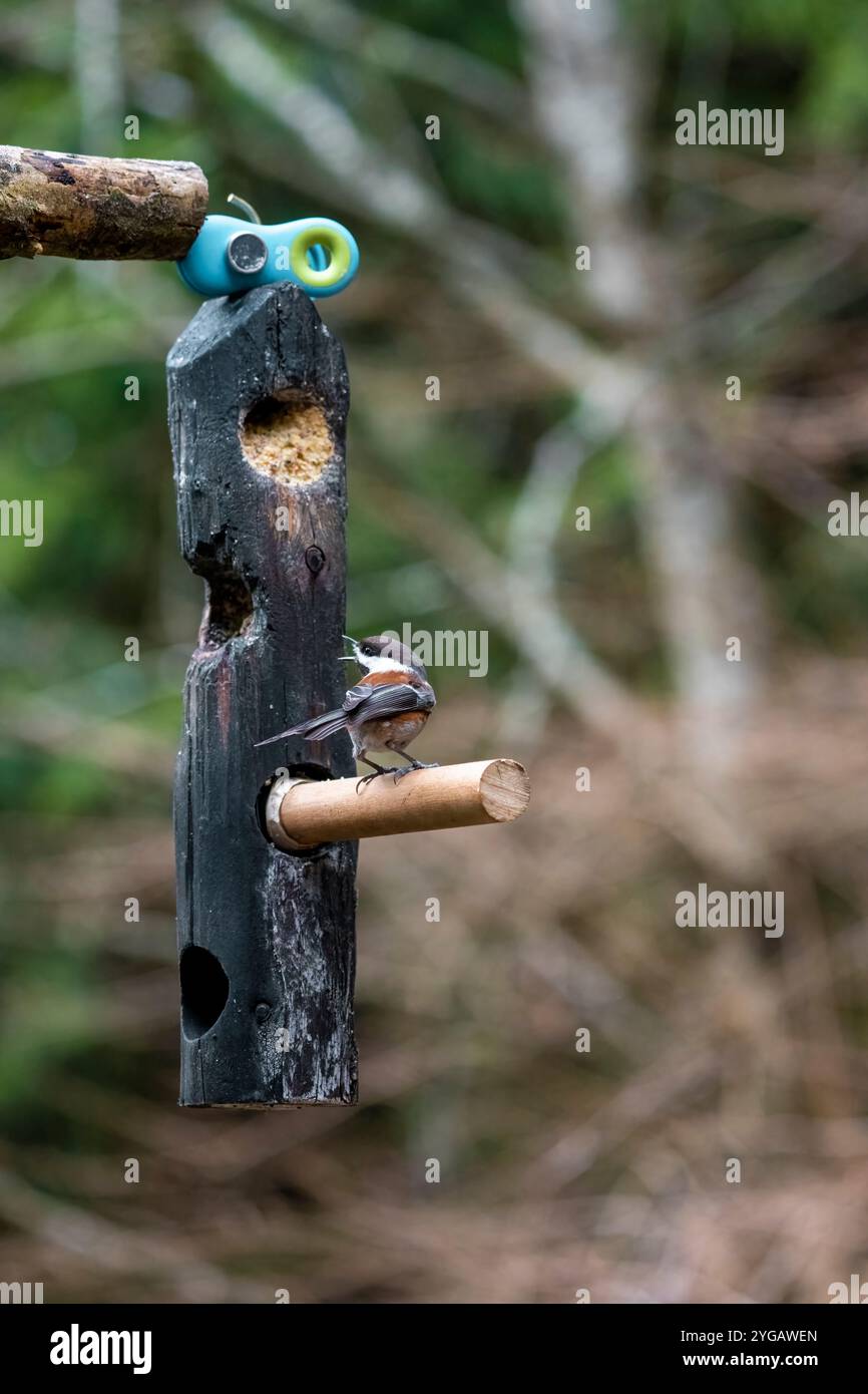Issaquah, État de Washington, États-Unis. Chickadee à dos de châtaignier mangeant dans une mangeoire de suie. Banque D'Images