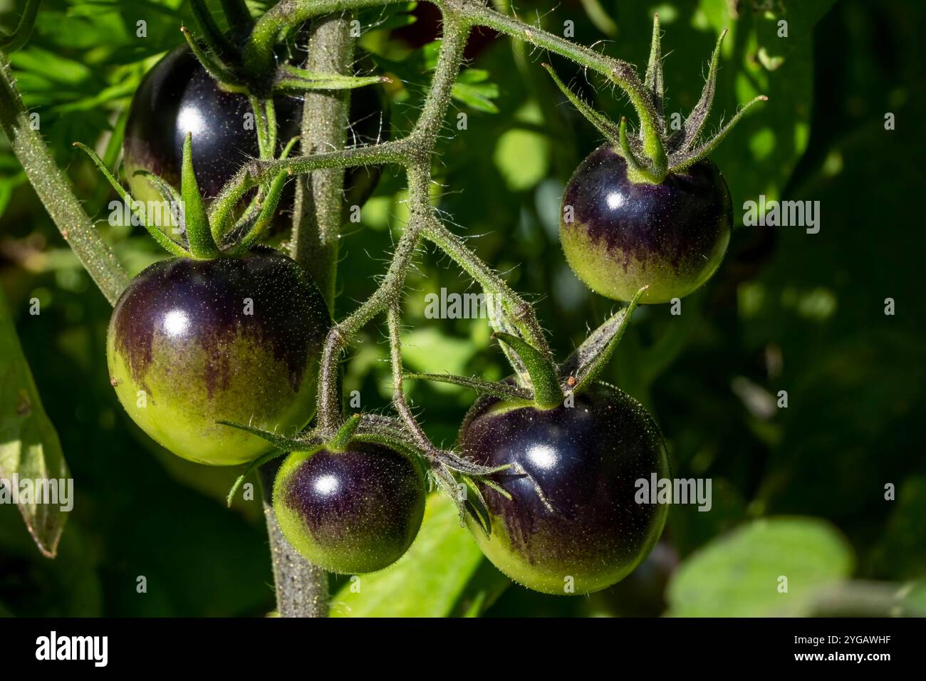 Issaquah, État de Washington, États-Unis. Minuit collation de tomates cerises sur la vigne. Banque D'Images