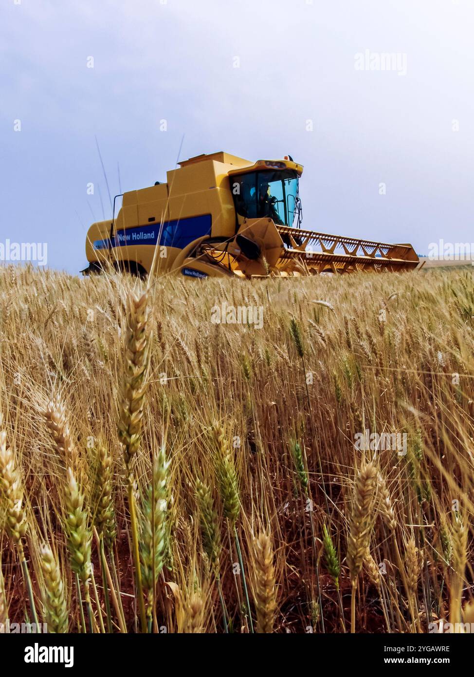 Parana, Brésil, 20 septembre 2007. La moissonneuse-batteuse New Holland récolte le blé dans une ferme de l'État de Parana Banque D'Images