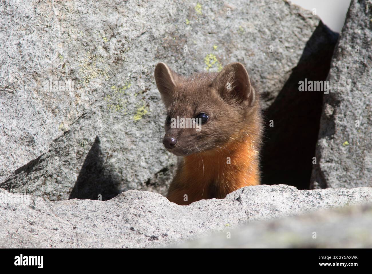 Etat de Washington, parc national de Mount Rainier. Martre américaine, curieusement jetant un coup d'œil sur les rochers Banque D'Images