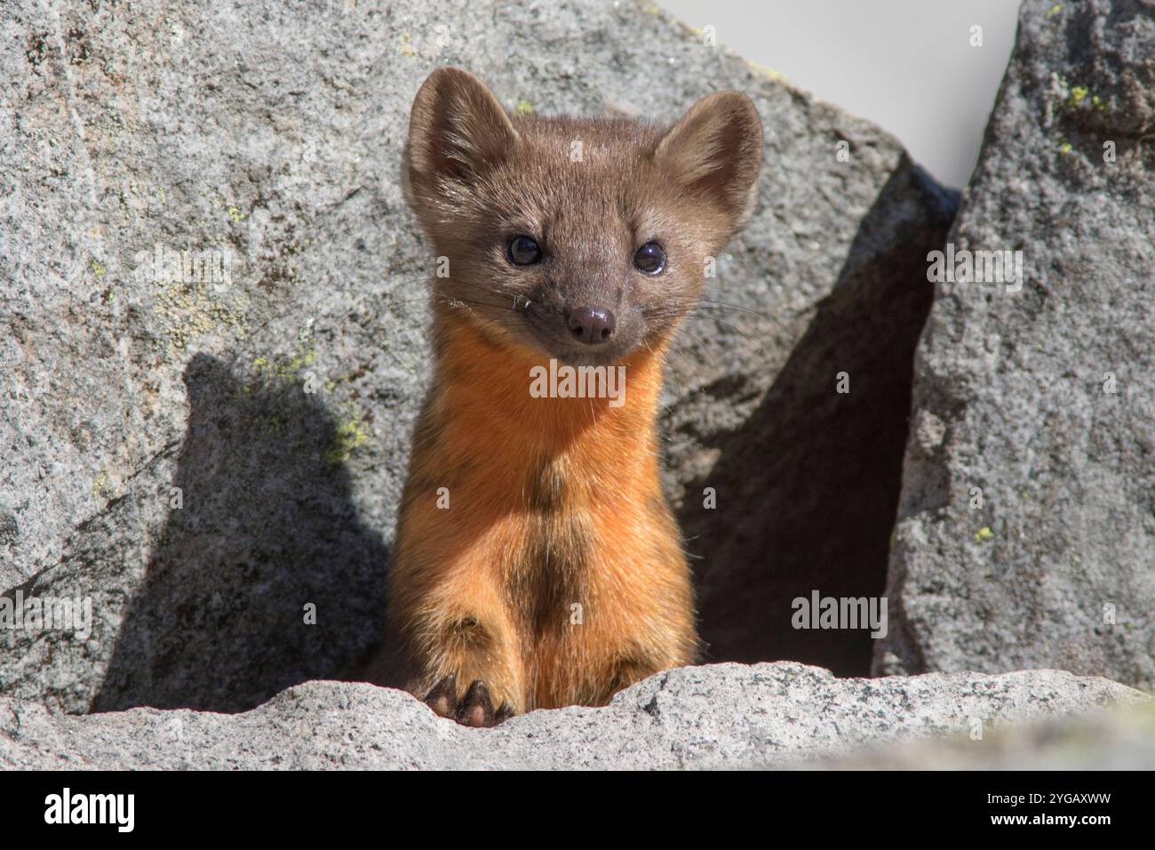 Etat de Washington, parc national de Mount Rainier. Martre américaine, posant curieusement dans les rochers Banque D'Images