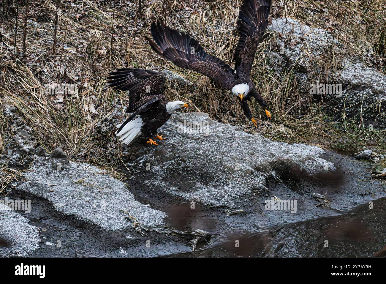 Aigle à tête blanche pendant la course au saumon le long de la rivière Nooksack dans l'État de Washington. Banque D'Images