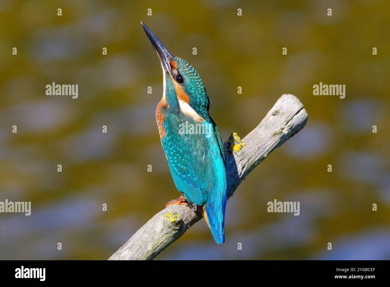 KingFisher oiseau beau détail de couleur dans l'habitat naturel Banque D'Images