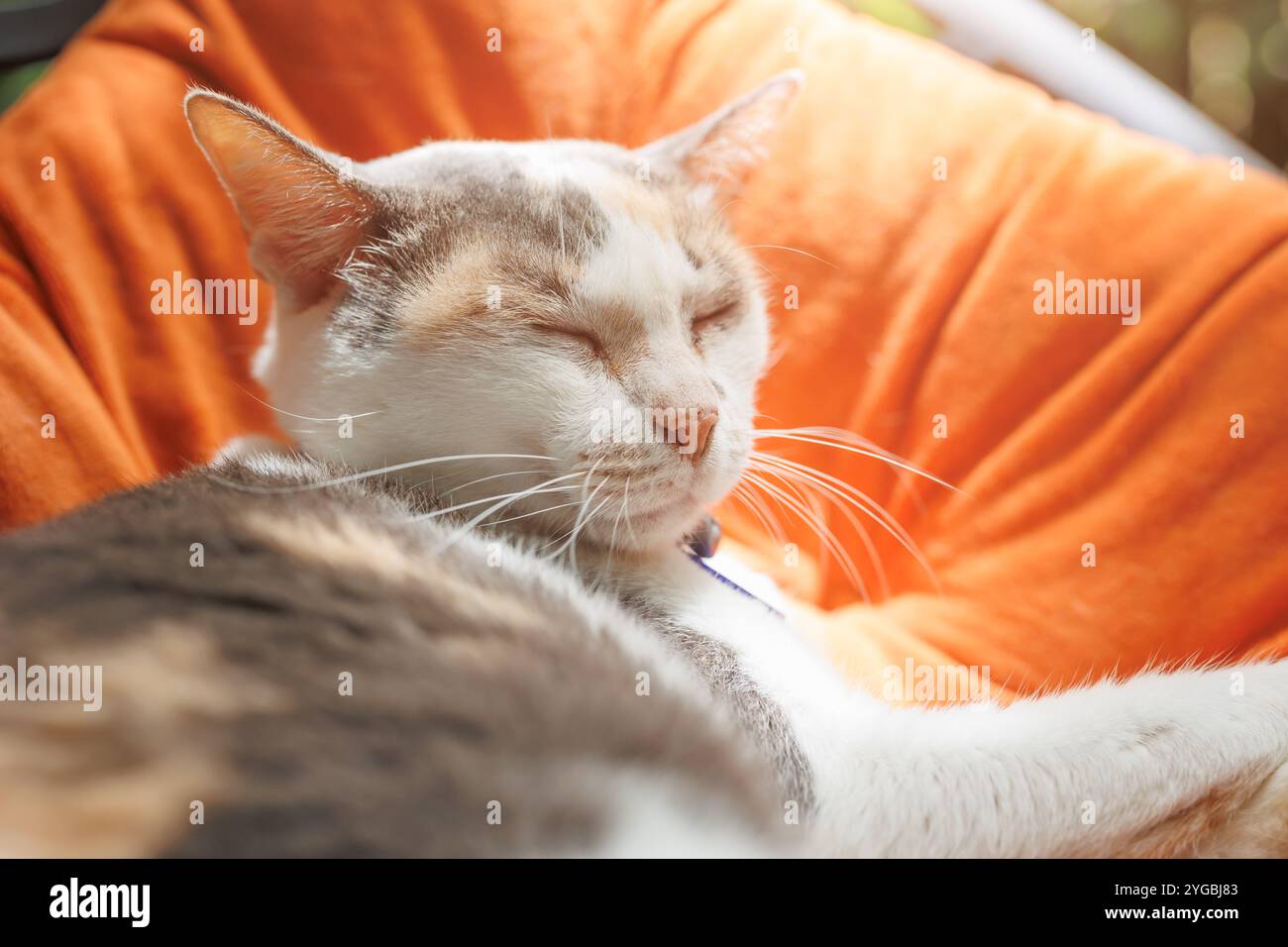 chat gras mignon dormir à la chaise d'oreiller moelleux le matin, paresseux jour des animaux domestiques Banque D'Images