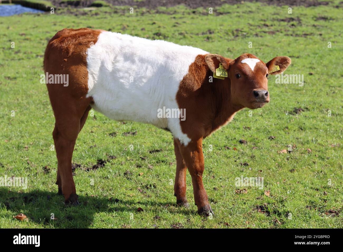 Veau Galloway brun ceinturé dans un pré Banque D'Images