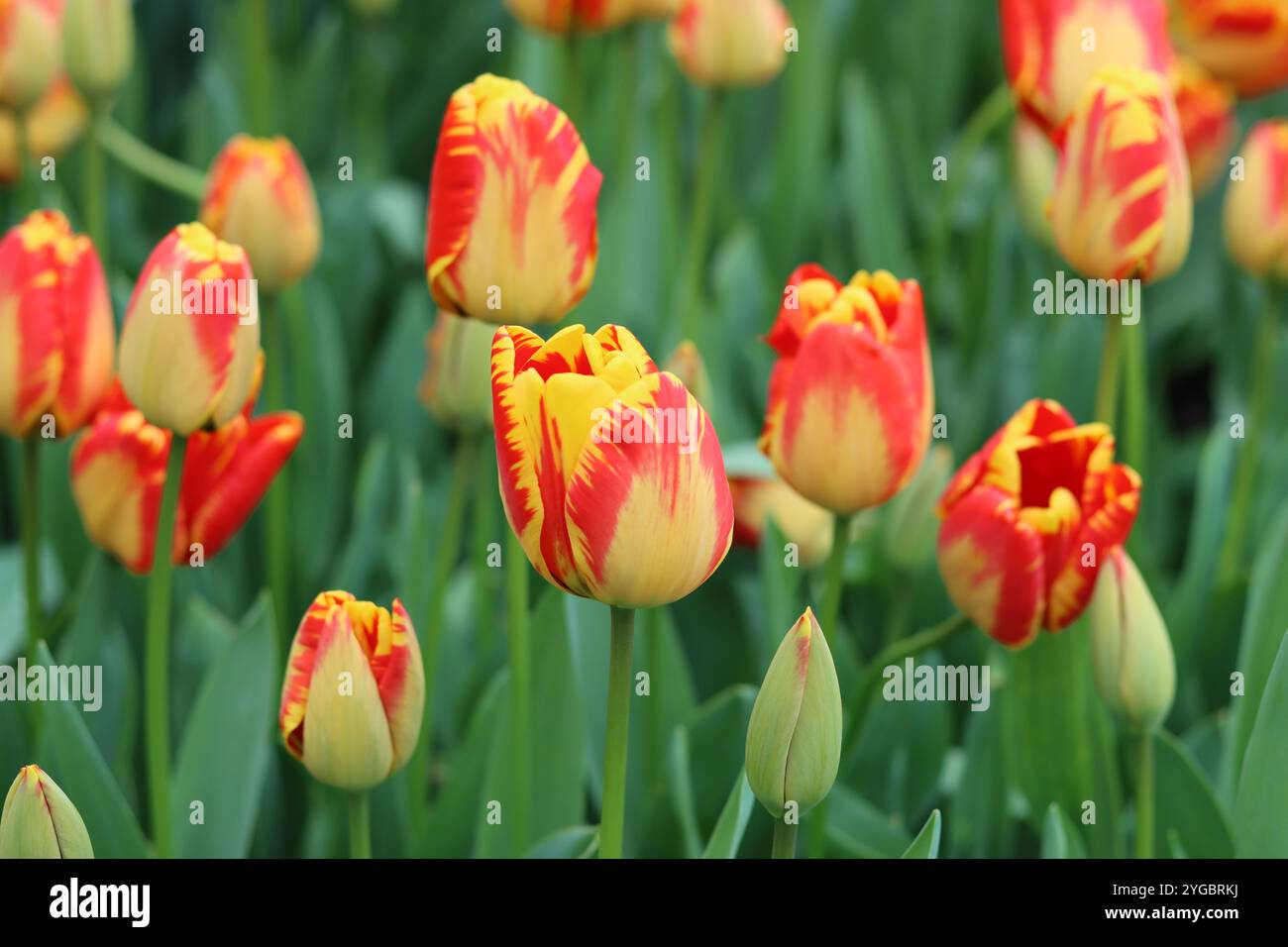 Close up de tulipes rouges et jaunes Banque D'Images