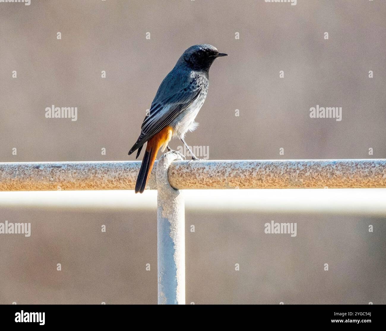 Black Redstart, mâle, (Phoenicurus ochruros), Paphos, Chypre Banque D'Images
