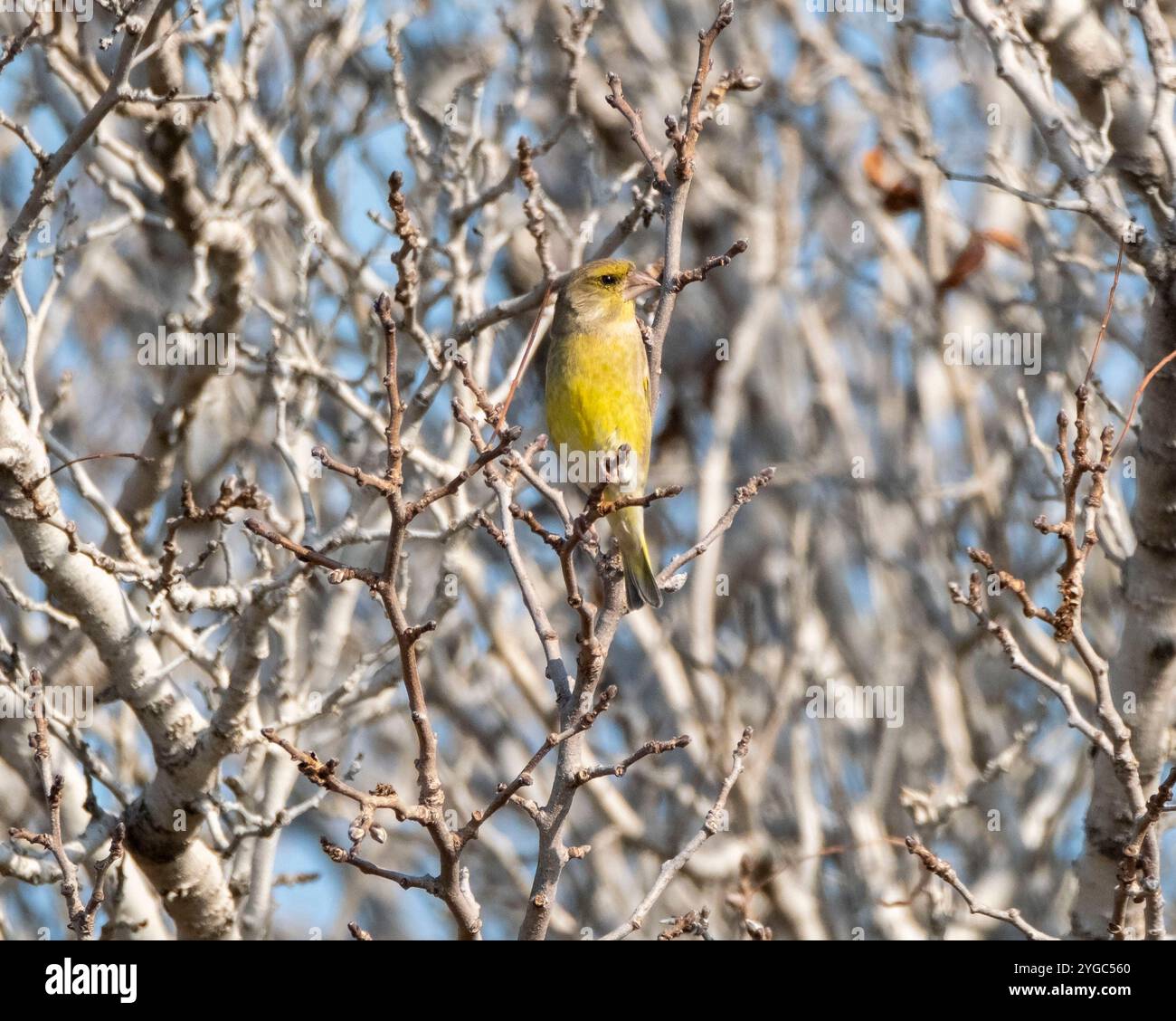 Greenfinch (chloris chloris) perché dans un arbre, Chypre. Banque D'Images