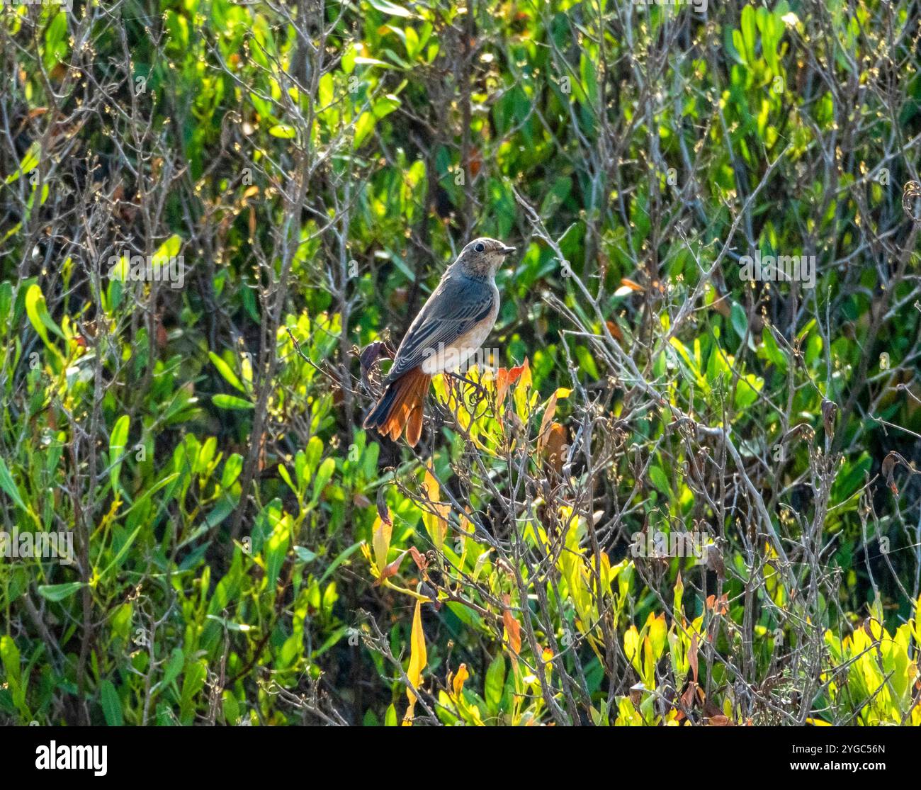 Phoenicurus phoenicurus Paphos, Chypre Banque D'Images