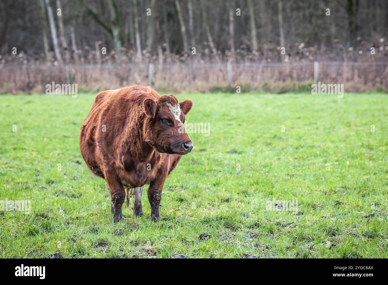 Vache épaisse rouge dans les pâturages. Banque D'Images