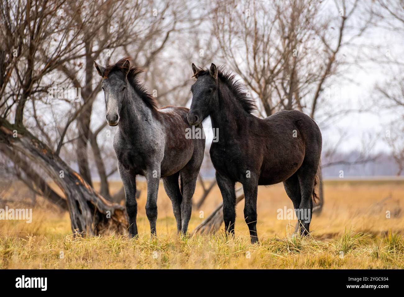 Un troupeau de chevaux mange de l'herbe dans le champ. Concept de pâturage du bétail. Chevaux sur l'herbe pente de colline d'automne sous ciel gris nuageux. Beau paysage dans Banque D'Images