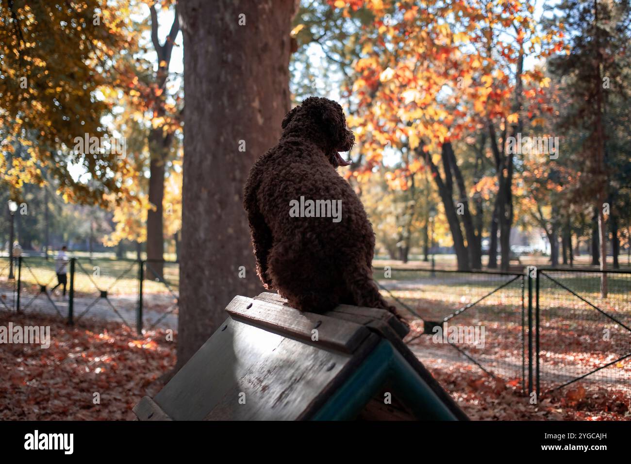 Un chien est assis au sommet de son chenil, regardant au loin Banque D'Images