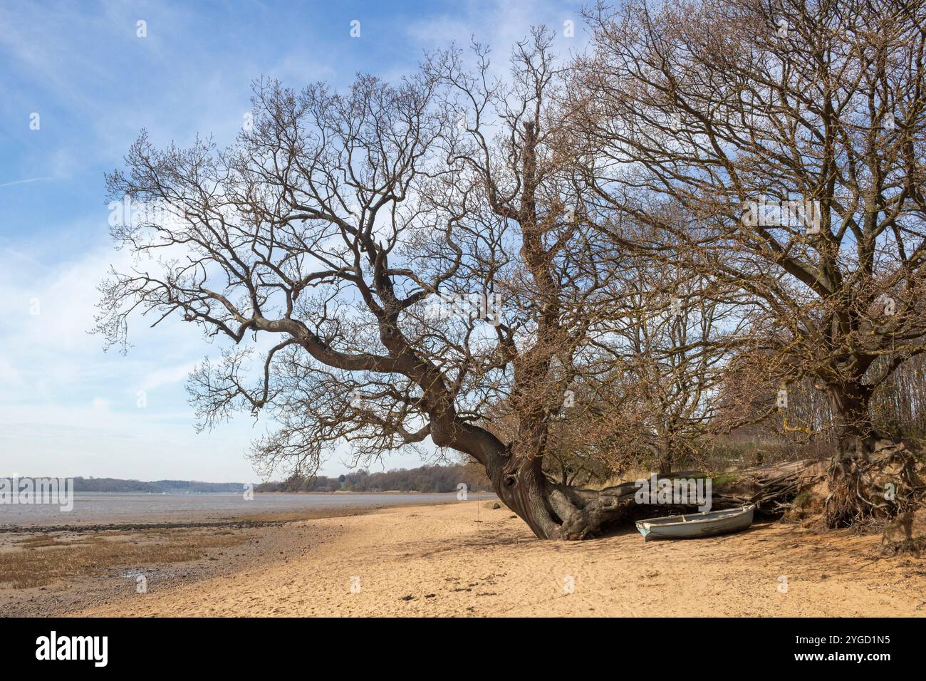Arbre tombé qui pousse encore sur la plage à Nacton Foreshore, Suffolk, Angleterre, Royaume-Uni Banque D'Images