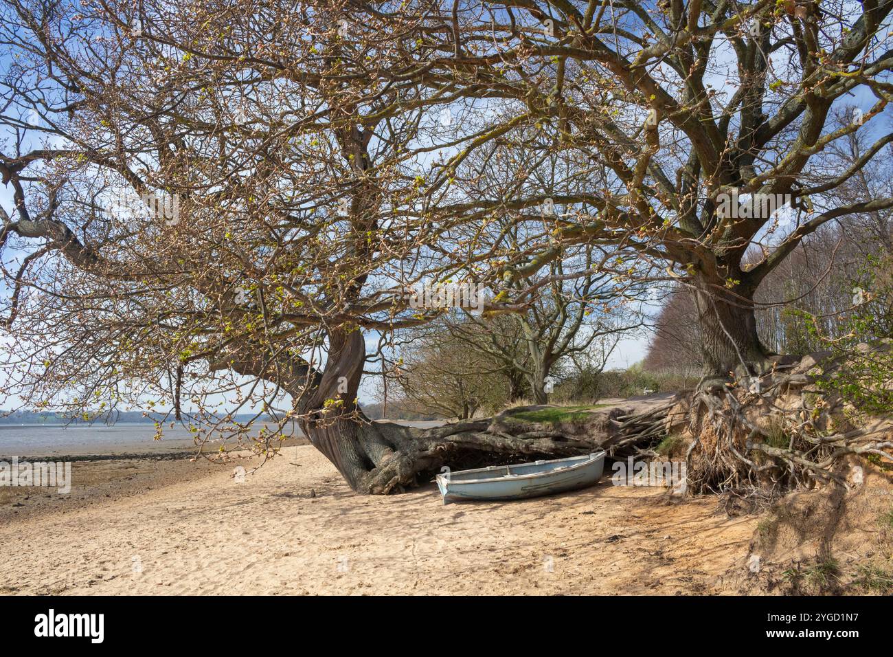 Nacton Foreshore, Suffolk, Angleterre, Royaume-Uni Banque D'Images