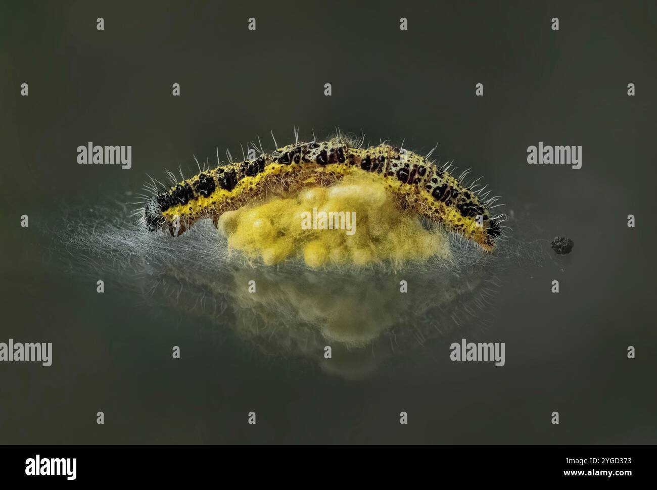 Grosse chenille blanche de chou, Pieris rapae, avec œufs de guêpe parasite Banque D'Images