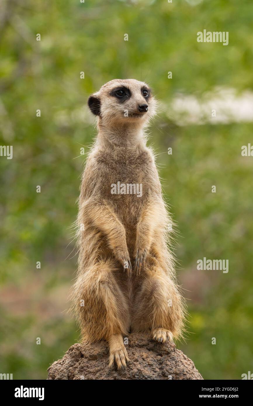 Une suricate sur le belvédère Banque D'Images