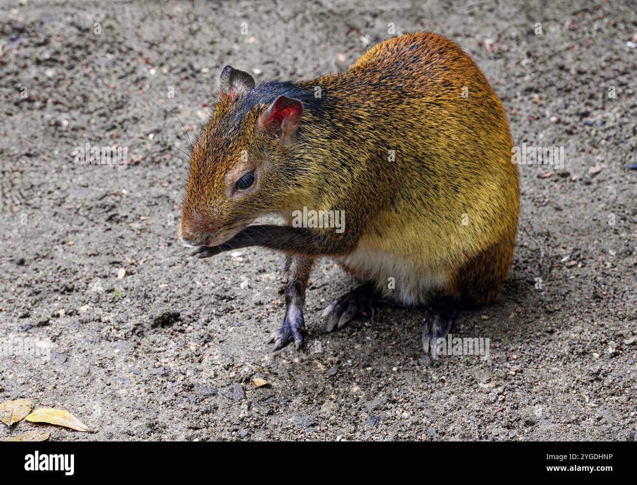 Agouti à dos noir (Dasyprocta prymnolopha), ordre des rongeurs, zones captives, forêt de distribution et savane en Amérique du Sud Banque D'Images