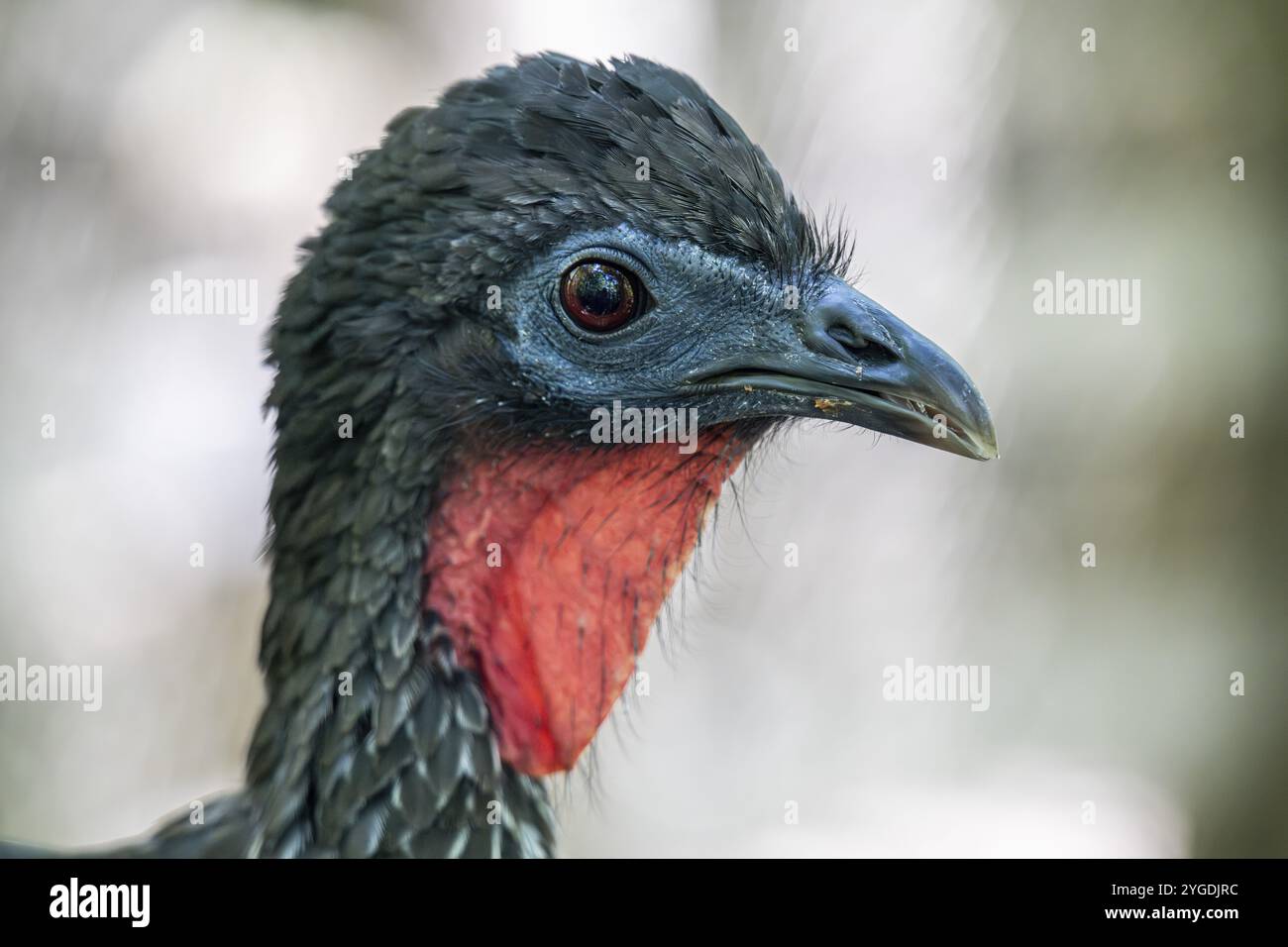 Crested guan (Penelope purpurascens), Aviario Nacional de Colombia, via Baru, Province de Carthagène, Bolivar, Colombie, Amérique du Sud Banque D'Images