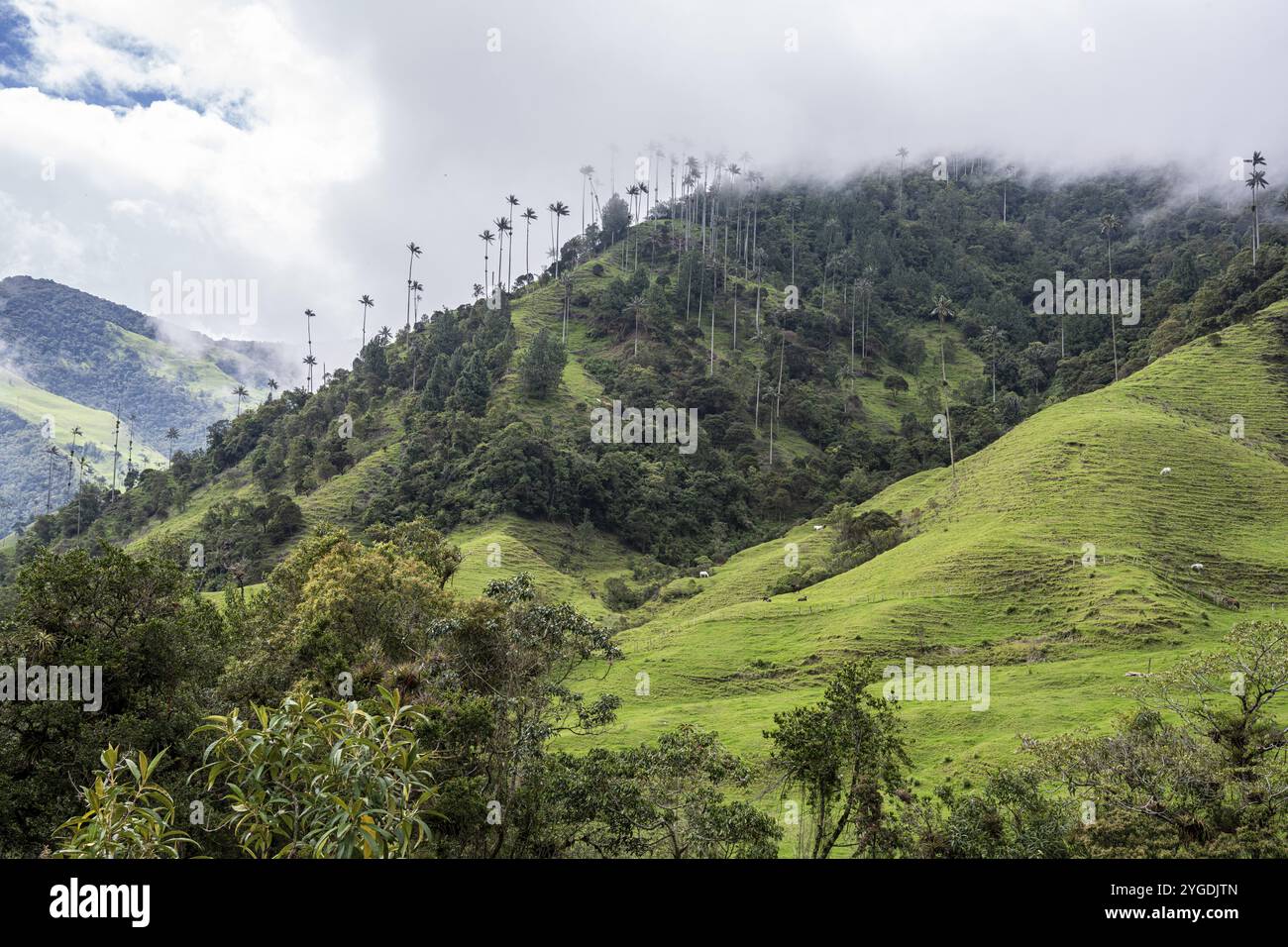 Vallée de Cocora, Salento, Quindio, Colombie, Amérique du Sud Banque D'Images