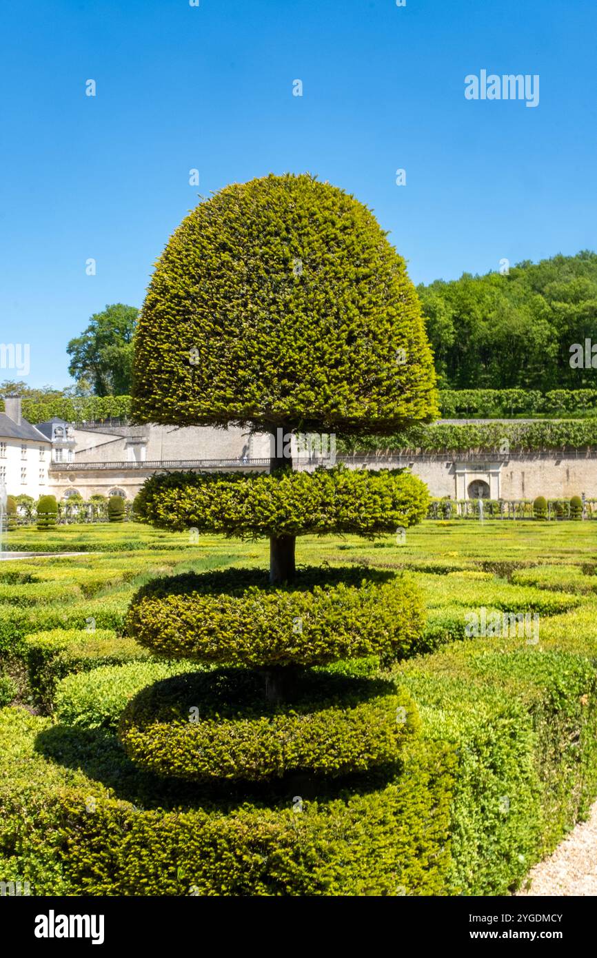 Arbres de Buxus au château de Villandry en France Banque D'Images