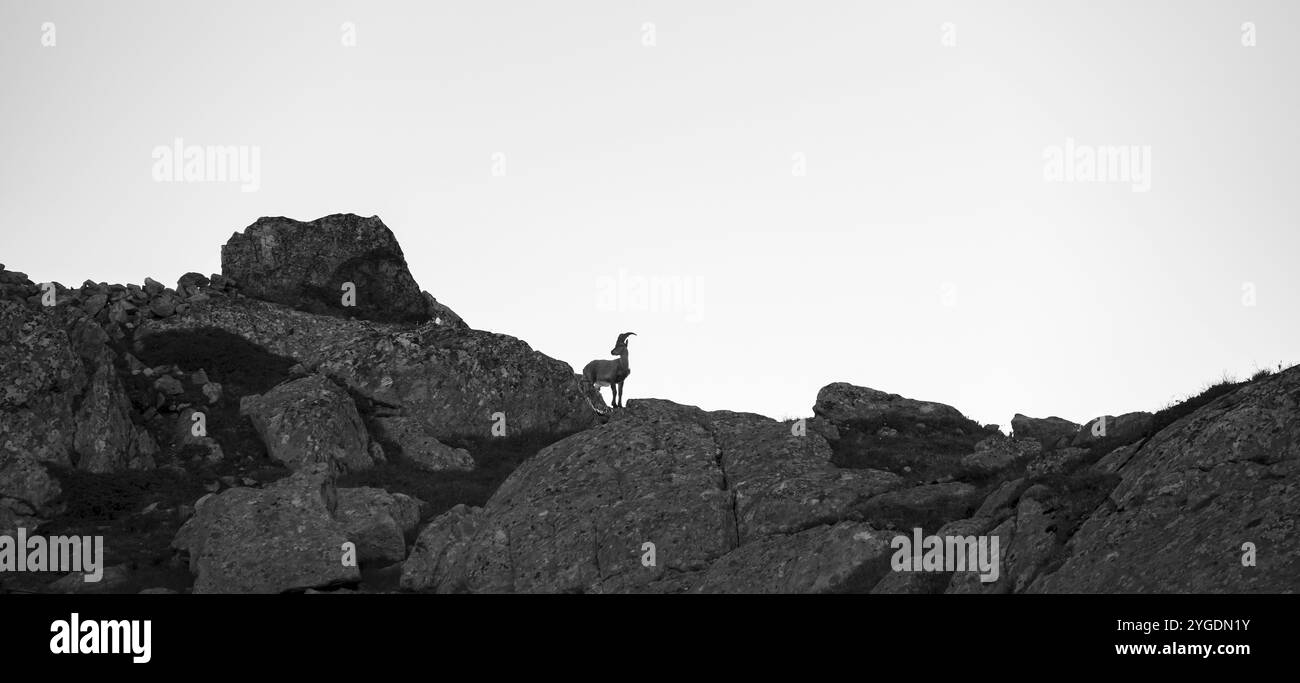 Bouillie des Alpes (bouillie de Capra), sur rochers, silhouette, photographie noir et blanc, aiguille rouges, Chamonix, France, Europe Banque D'Images